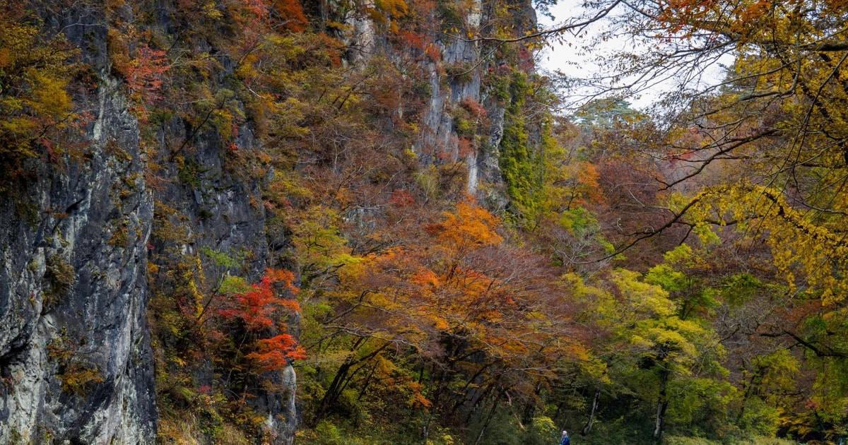 Autumn trees beside the sheer rock walls of Geibikei Gorge.